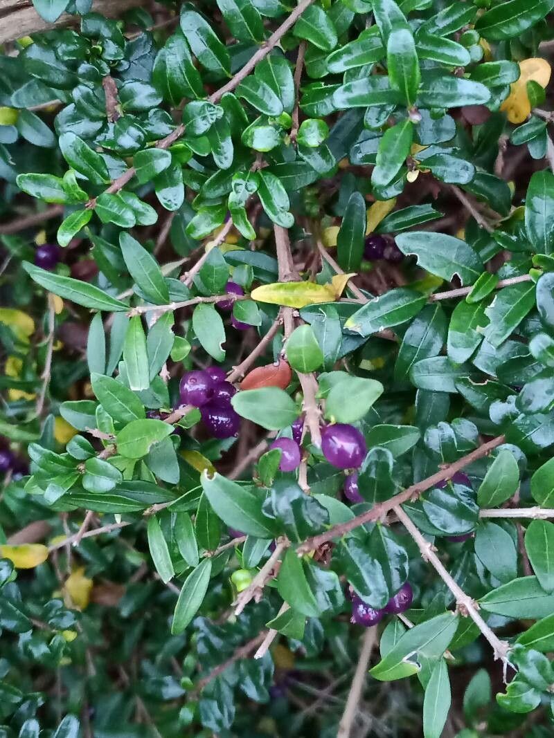 Lonicera pileata fruit