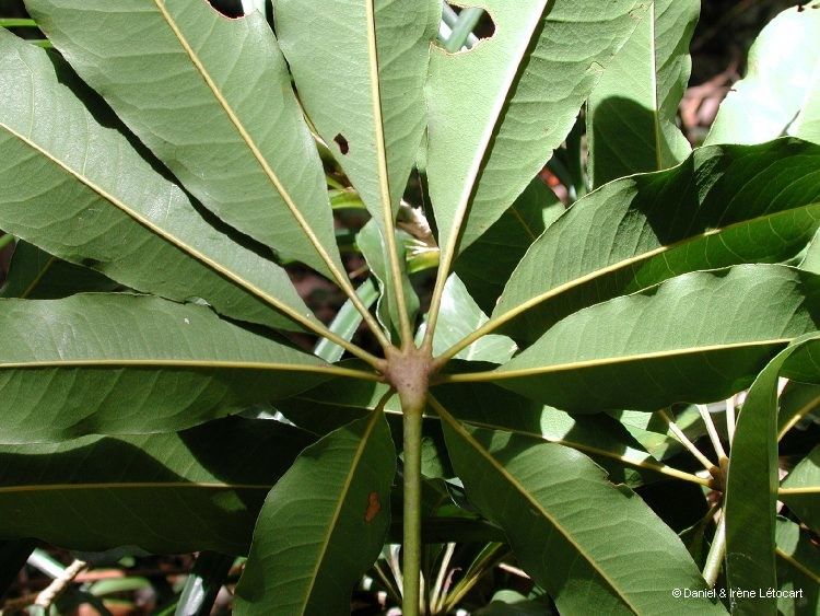 Acropogon schefflerifolius fruit