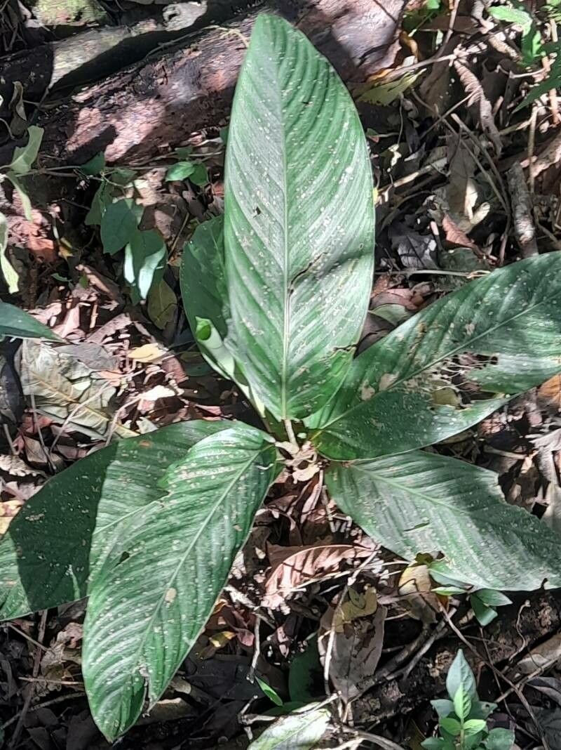 Goeppertia eichleri habit