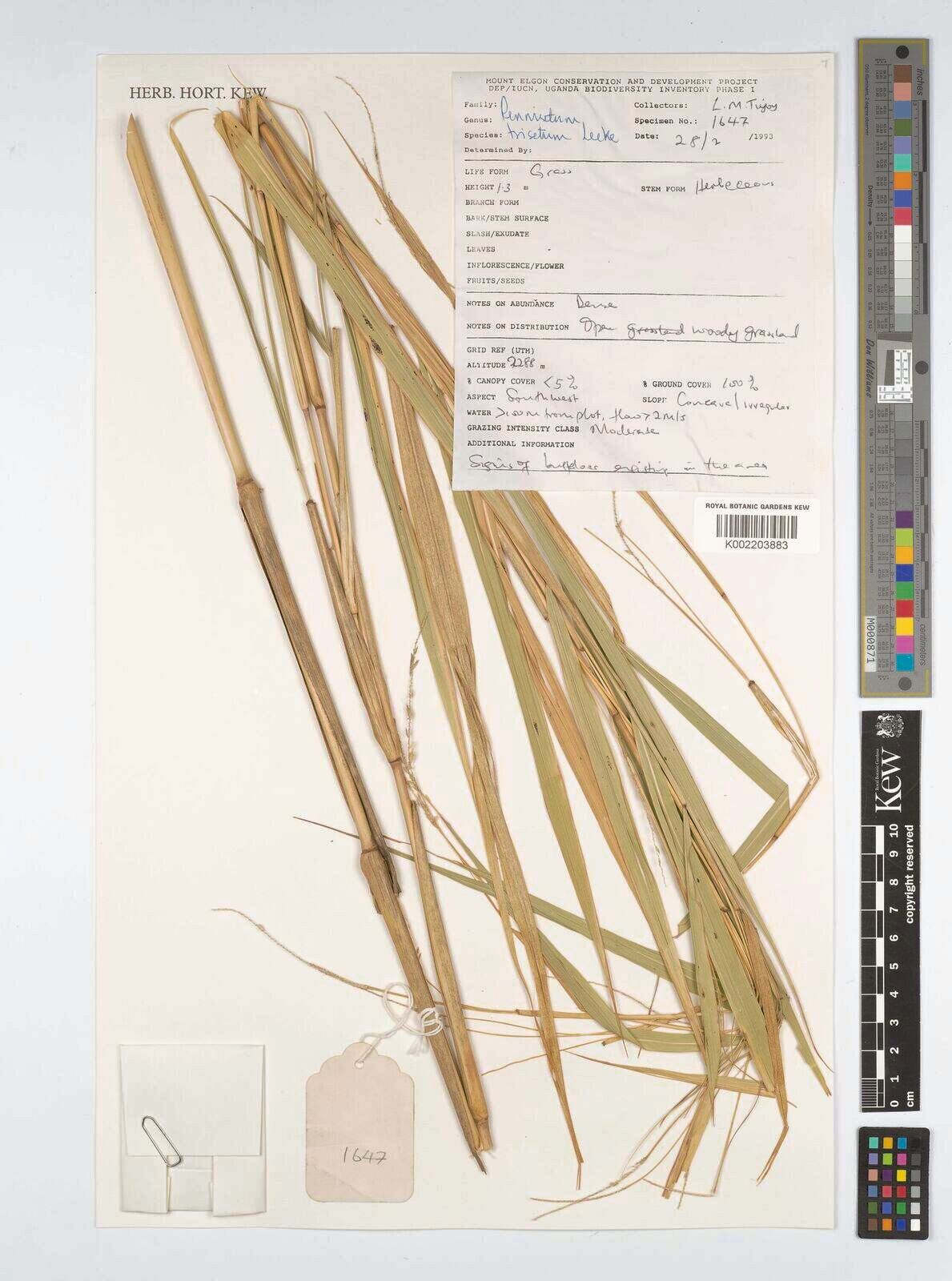 Cenchrus trisetus — houseplant care guide