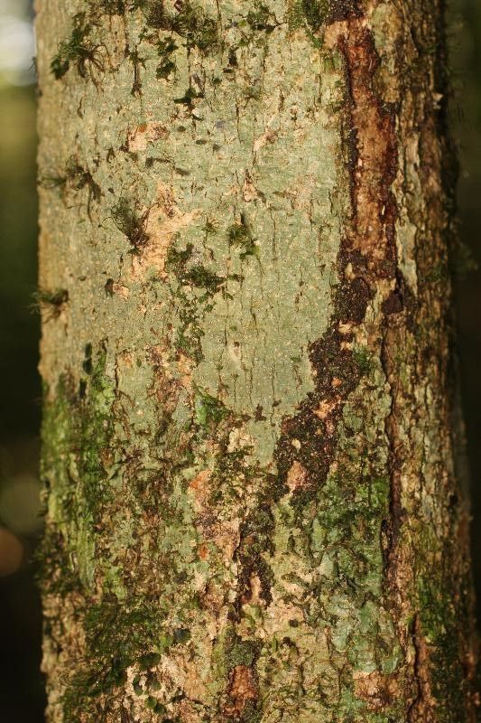 Duguetia pycnastera bark