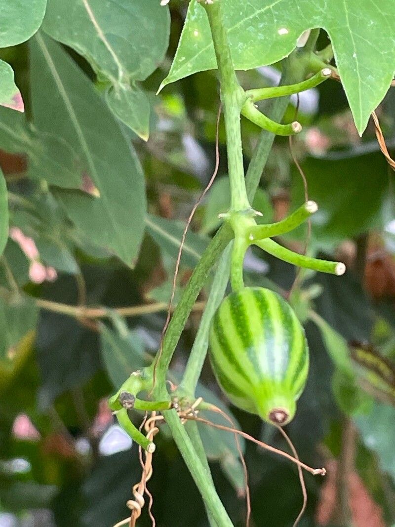 Psiguria warscewiczii fruit