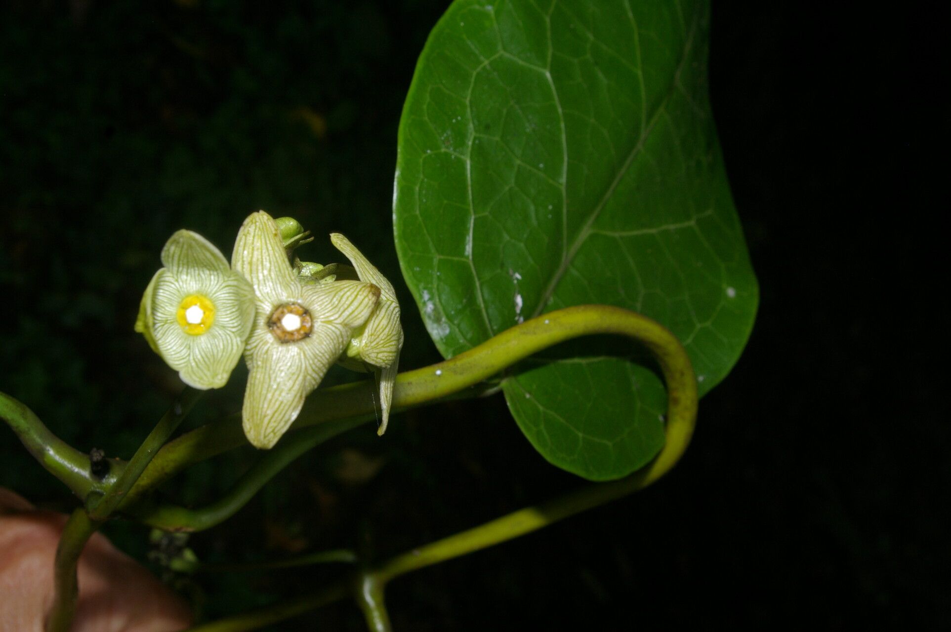 Matelea picturata flower