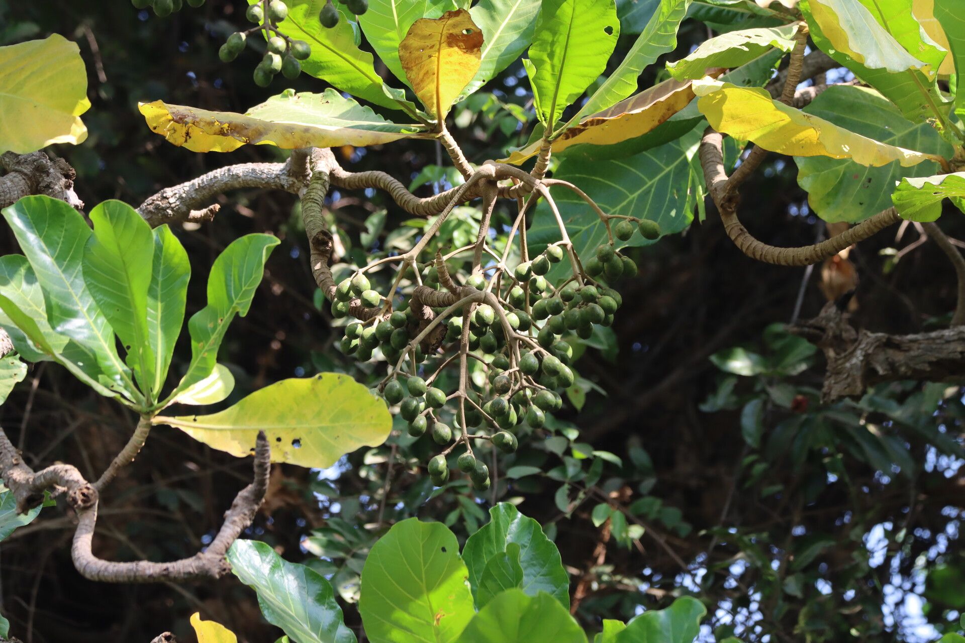 Anthocleista procera fruit