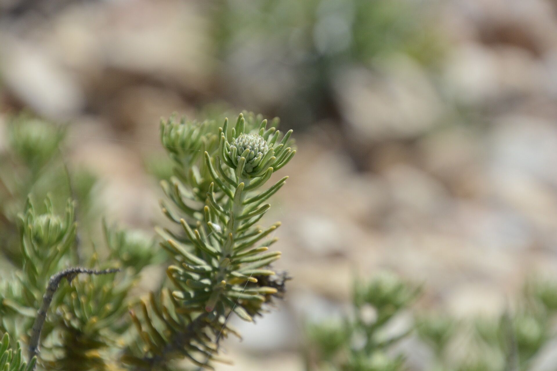 Teucrium libanitis — search result for 'Teucrium'