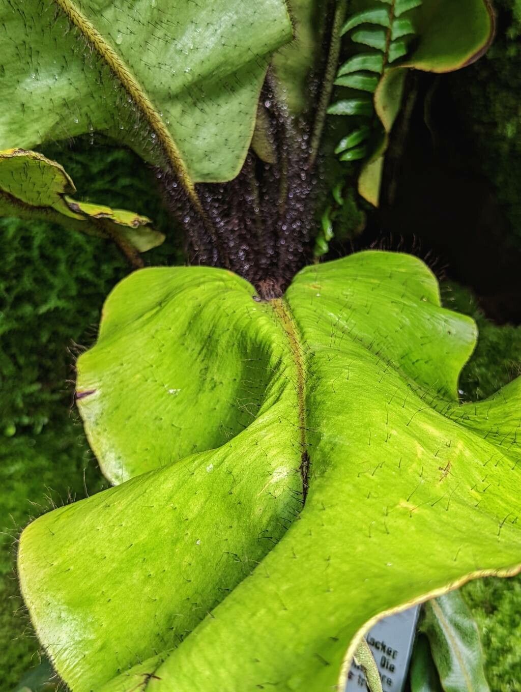 Elaphoglossum crinitum — houseplant care guide