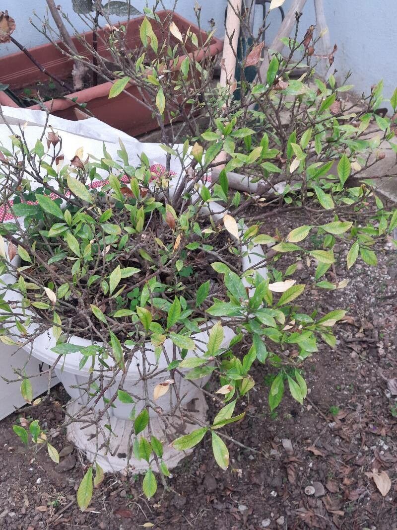 Synsepalum dulcificum flower