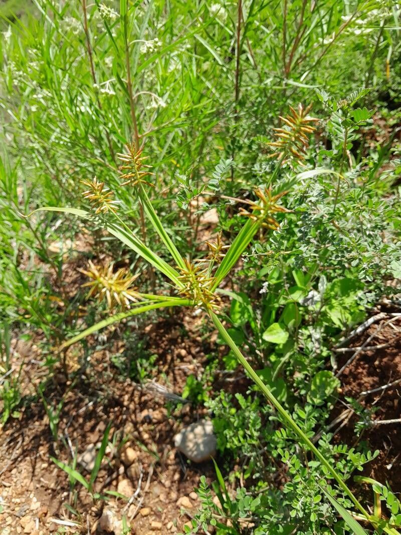 Cyperus impubes flower