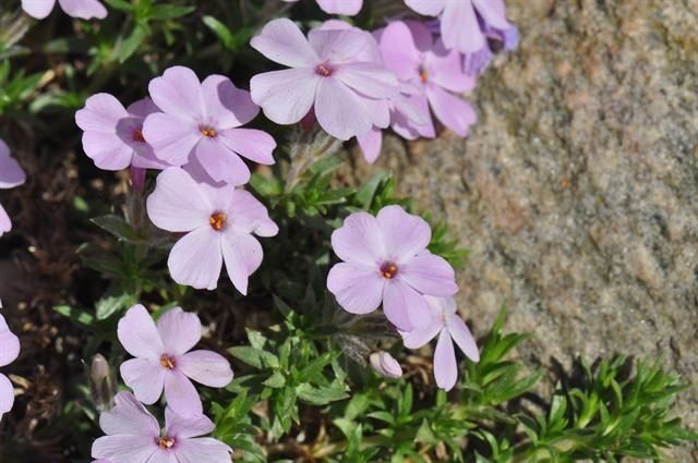 Phlox kelseyi flower