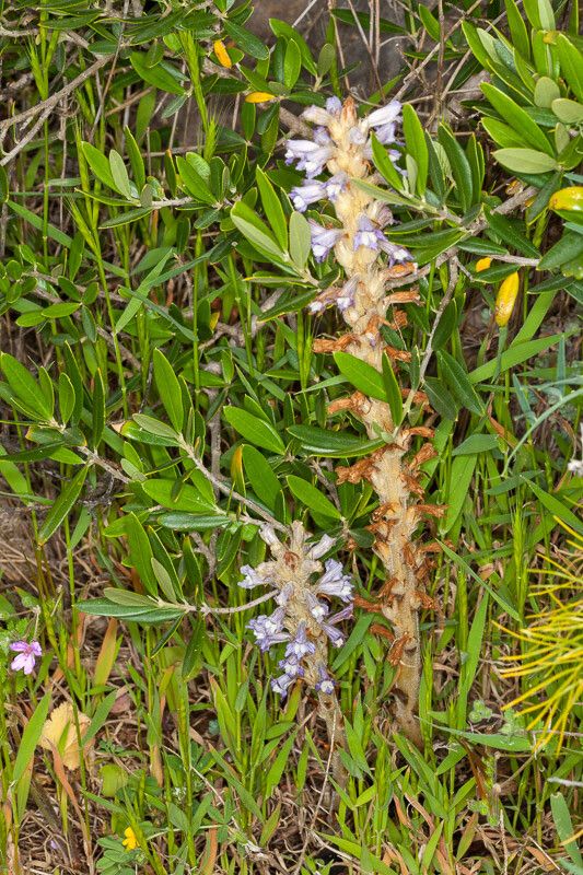 Orobanche schultzii bark