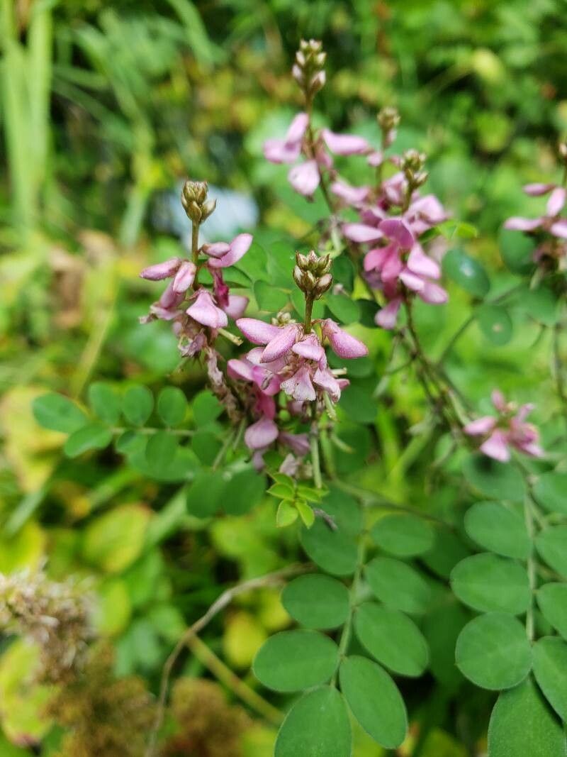 Indigofera bungeana flower