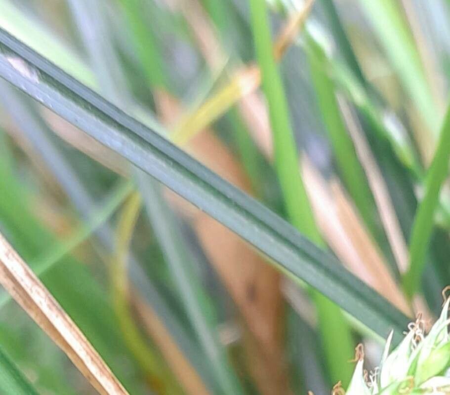 Carex divulsa — search result for 'Cyperaceae'