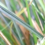 Carex divulsa