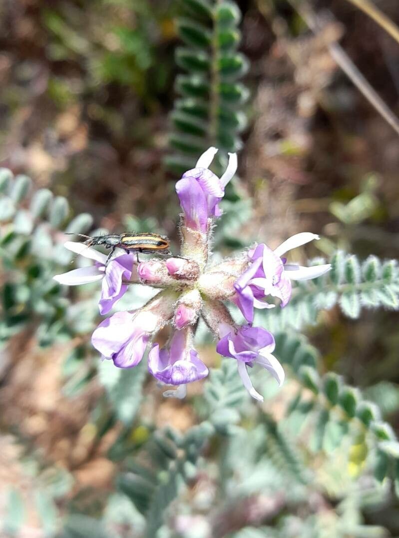 Astragalus arequipensis flower