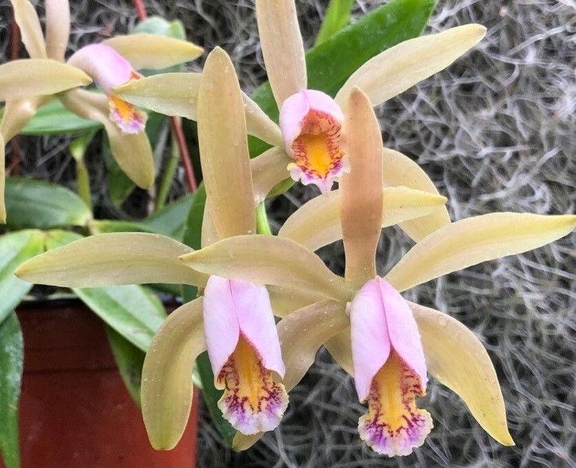 Cattleya forbesii flower