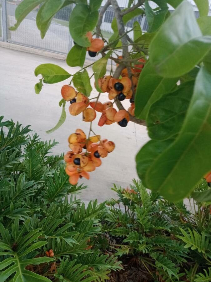 Harpullia pendula flower