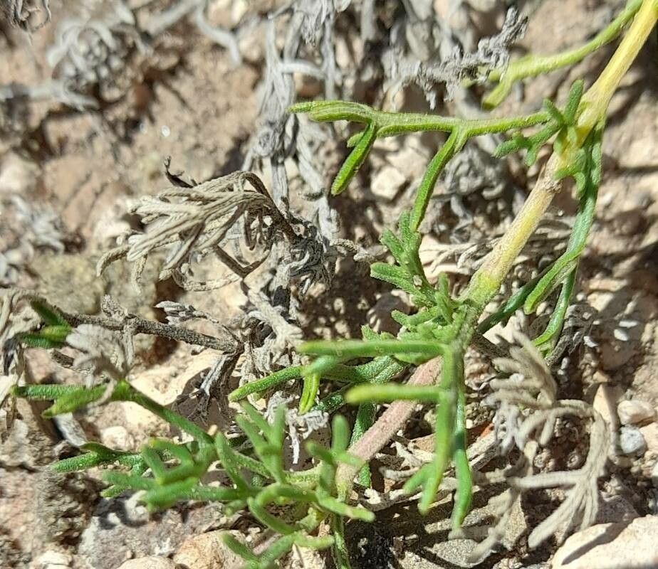 Glandularia subincana — search result for 'Glandularia'