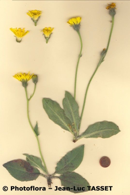 Hieracium pteropogon habit