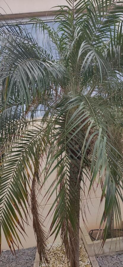 Phoenix loureiroi leaf