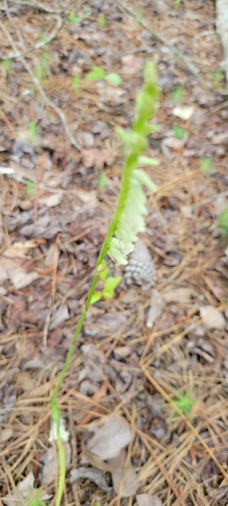 Spiranthes praecox flower