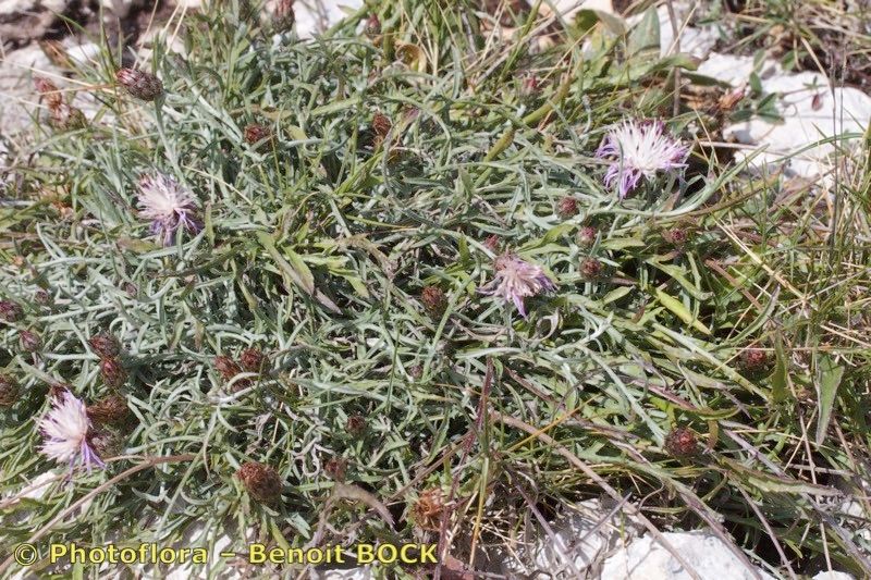 Centaurea rouyi habit