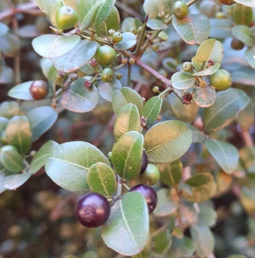 Scutia buxifolia fruit