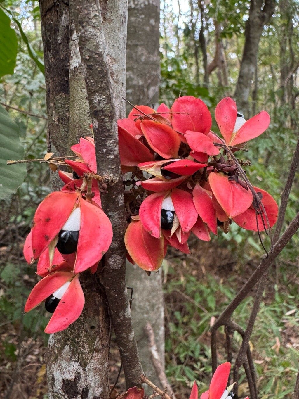 Paullinia ternata fruit