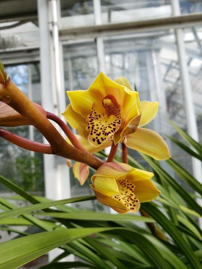 Cymbidium iridioides flower