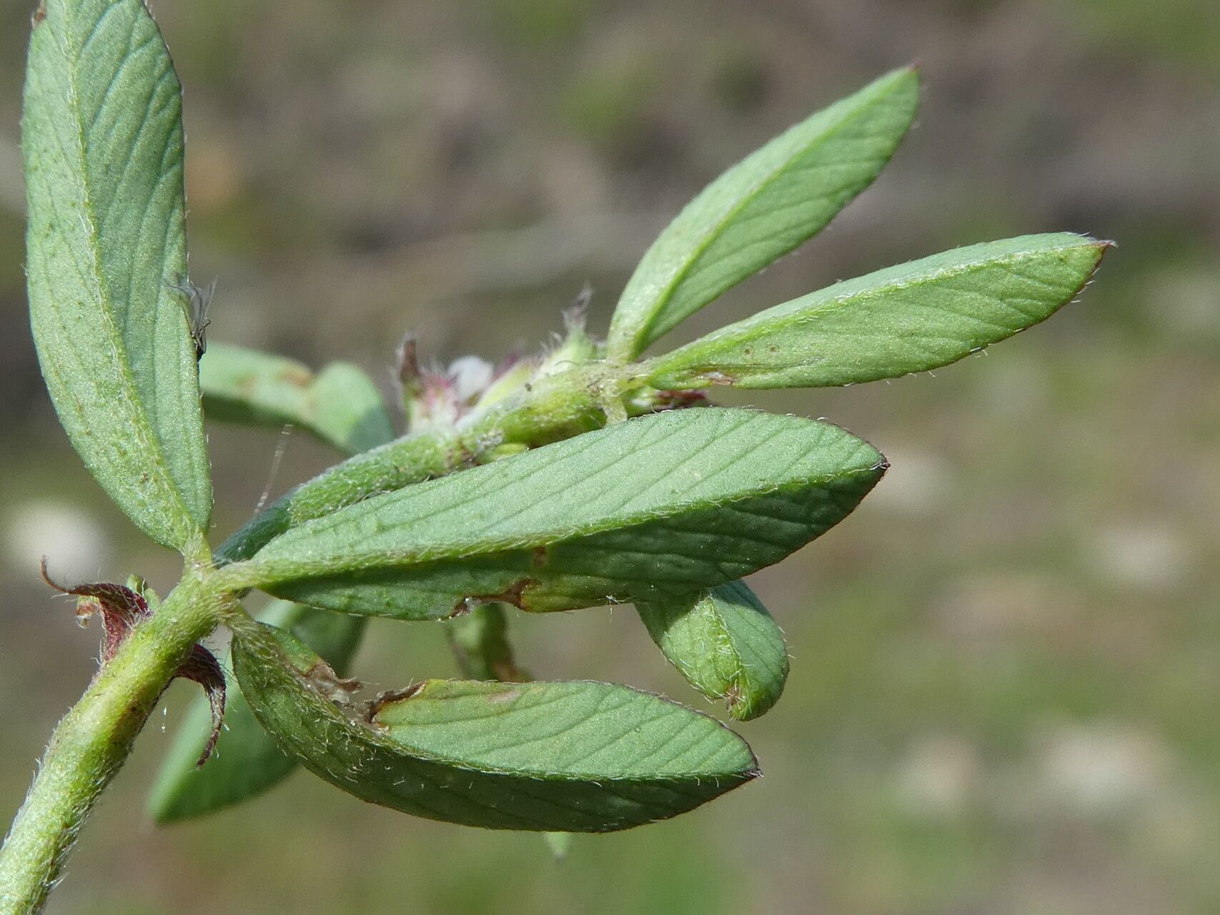Trifolium bocconei — houseplant care guide