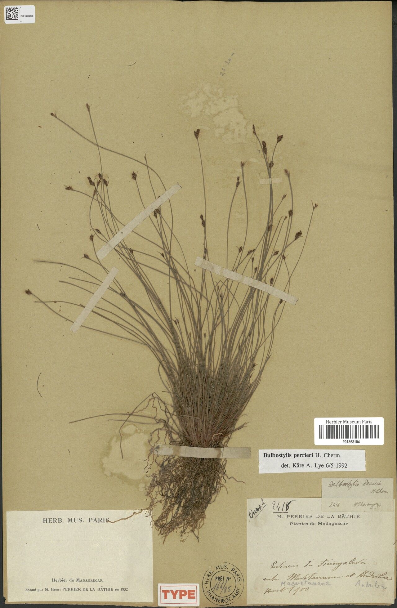 Bulbostylis perrieri — houseplant care guide