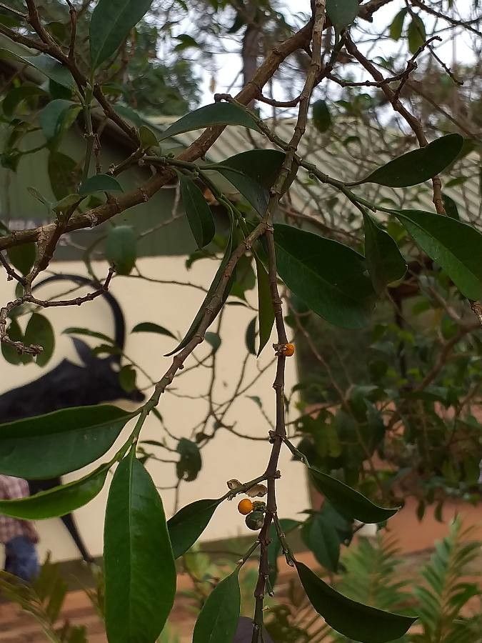 Suregada zanzibariensis fruit