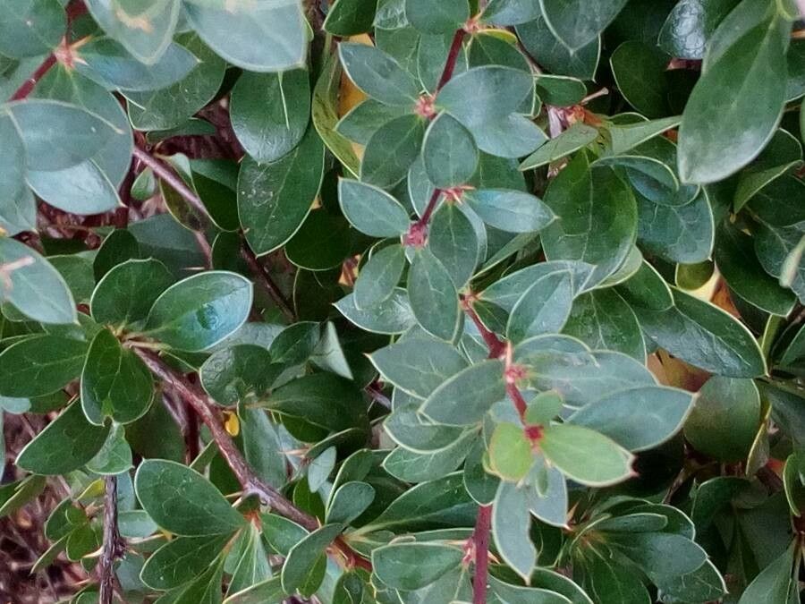 Berberis buxifolia — search result for 'Mahonia'