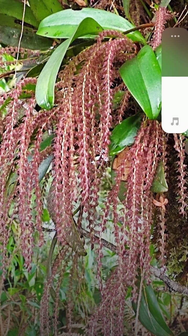 Pleurothallis manicosa — houseplant care guide