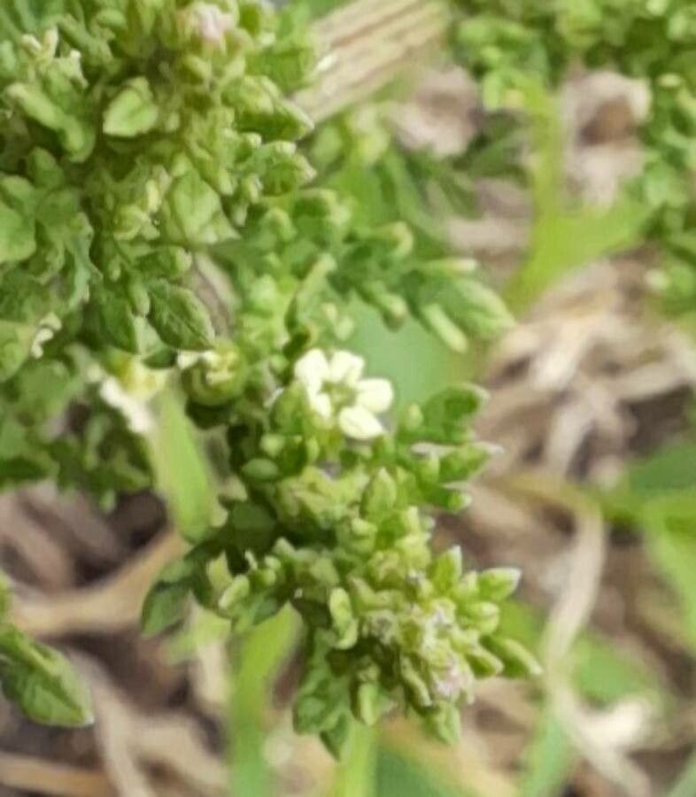 Chenopodium multifidum flower