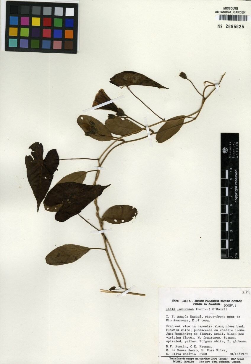 Aniseia luxurians other