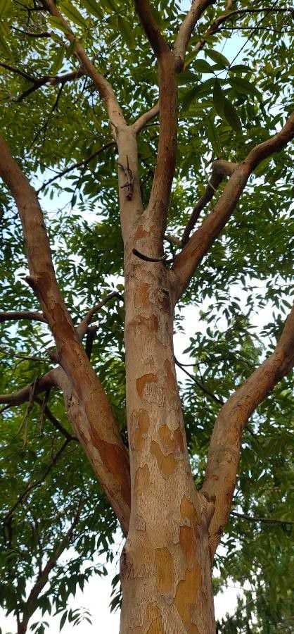 Cratoxylum cochinchinense bark
