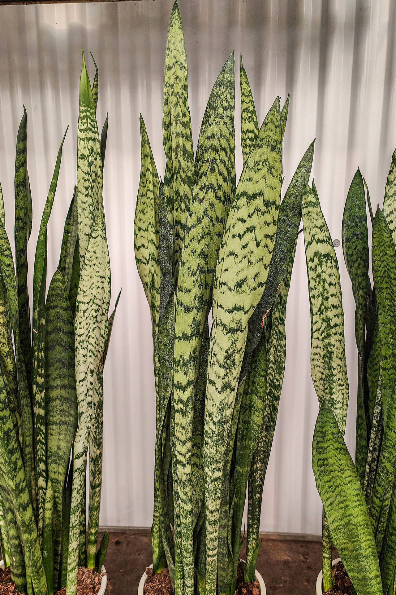 Dracaena zeylanica habit