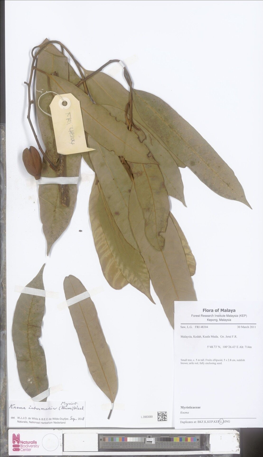 Knema intermedia — houseplant care guide