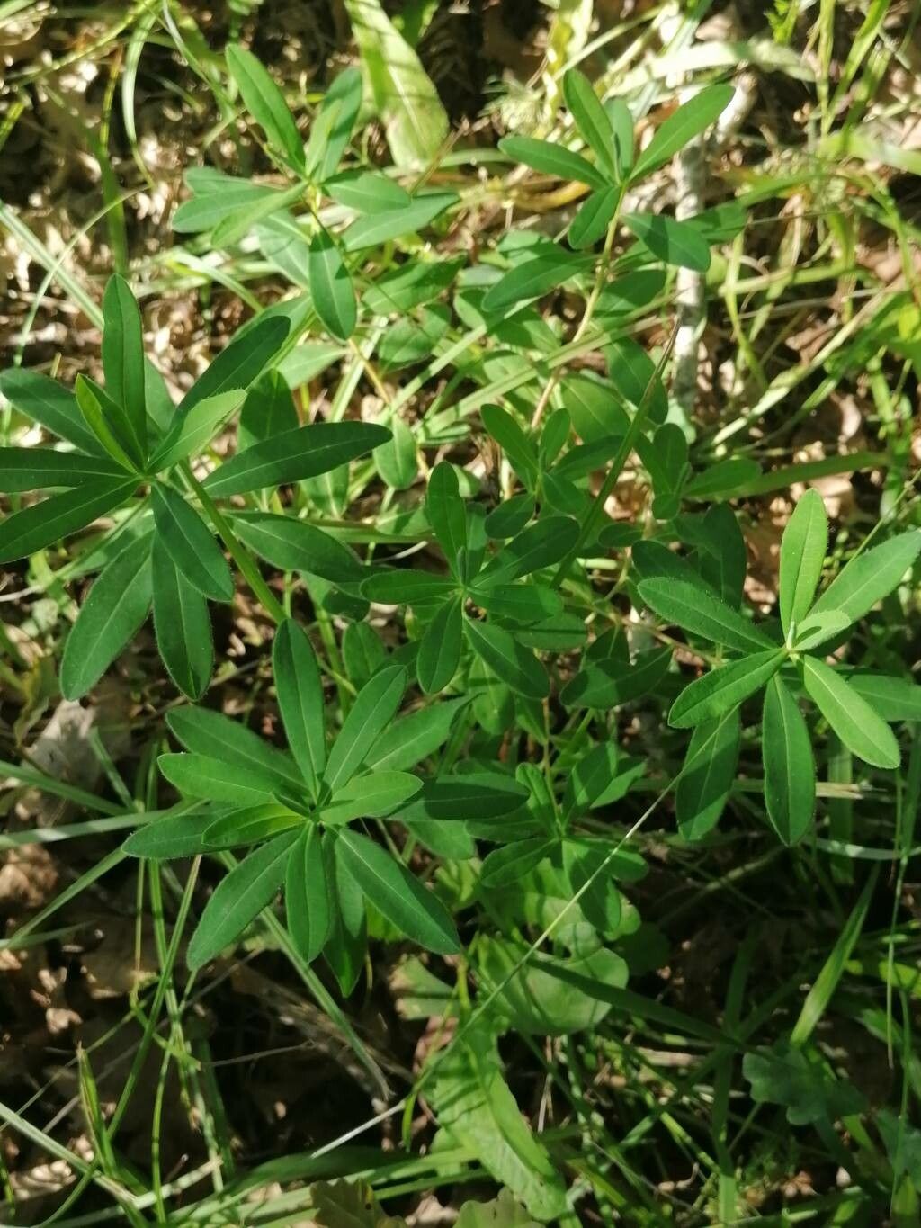 Euphorbia illirica leaf