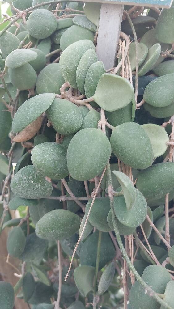 Hoya incurvula — search result for 'Hoya'