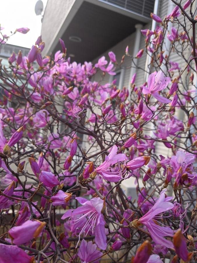 Vaccinium praestans flower