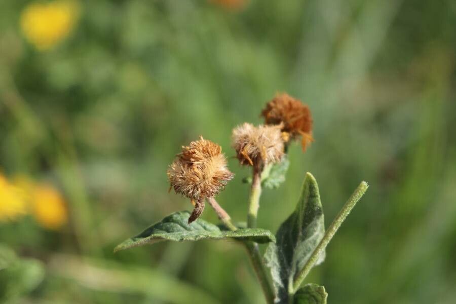Pulicaria vulgaris fruit