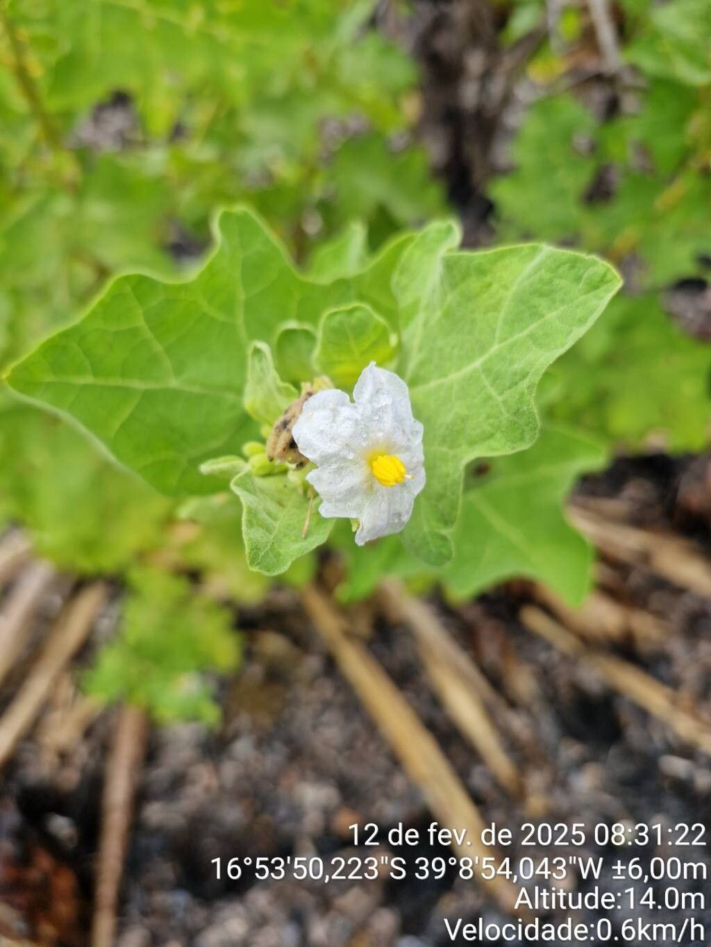 Solanum thomasiifolium flower