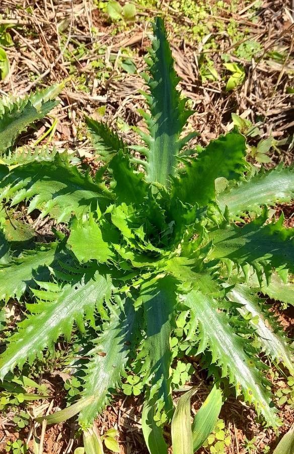 Eryngium floribundum habit