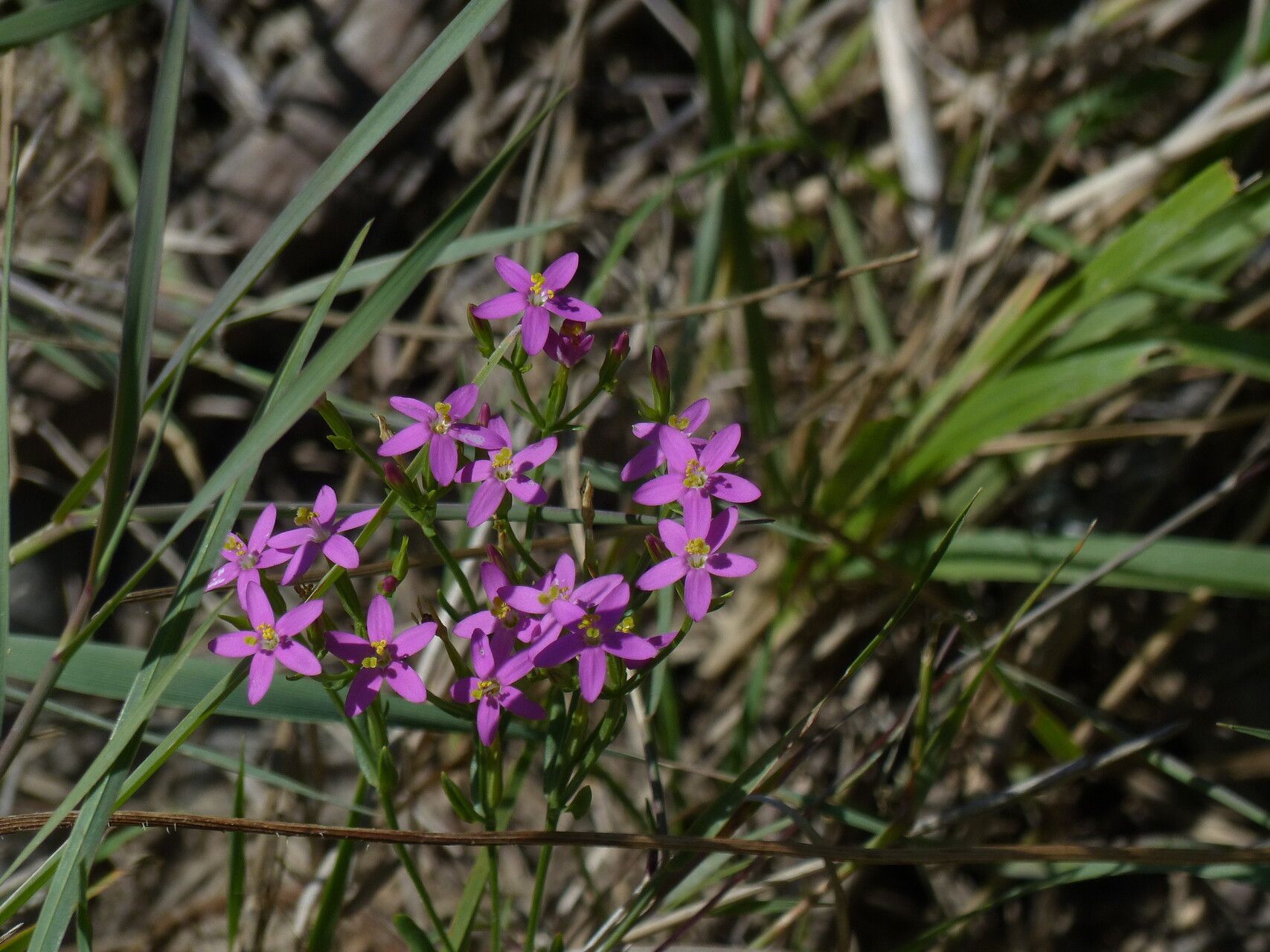 Centaurium centaurioides flower