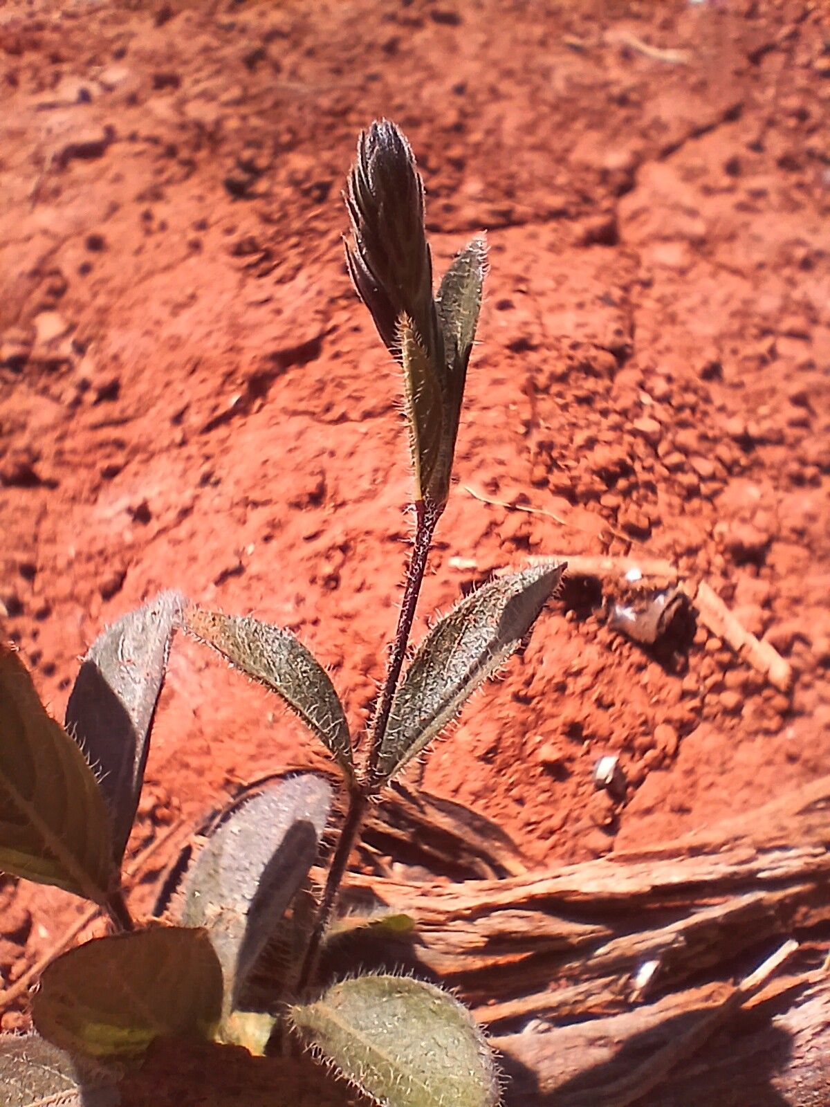 Justicia lanstyakii bark