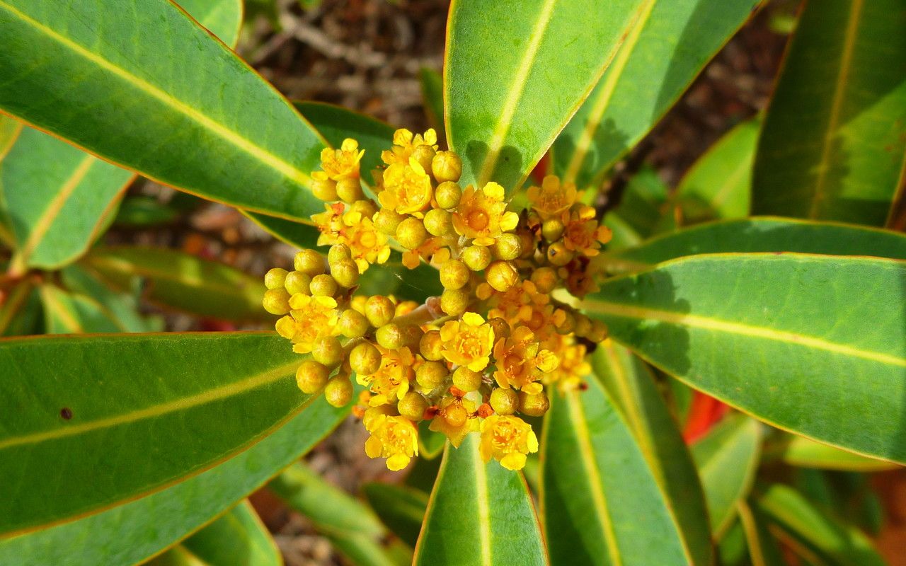 Tristaniopsis glauca flower
