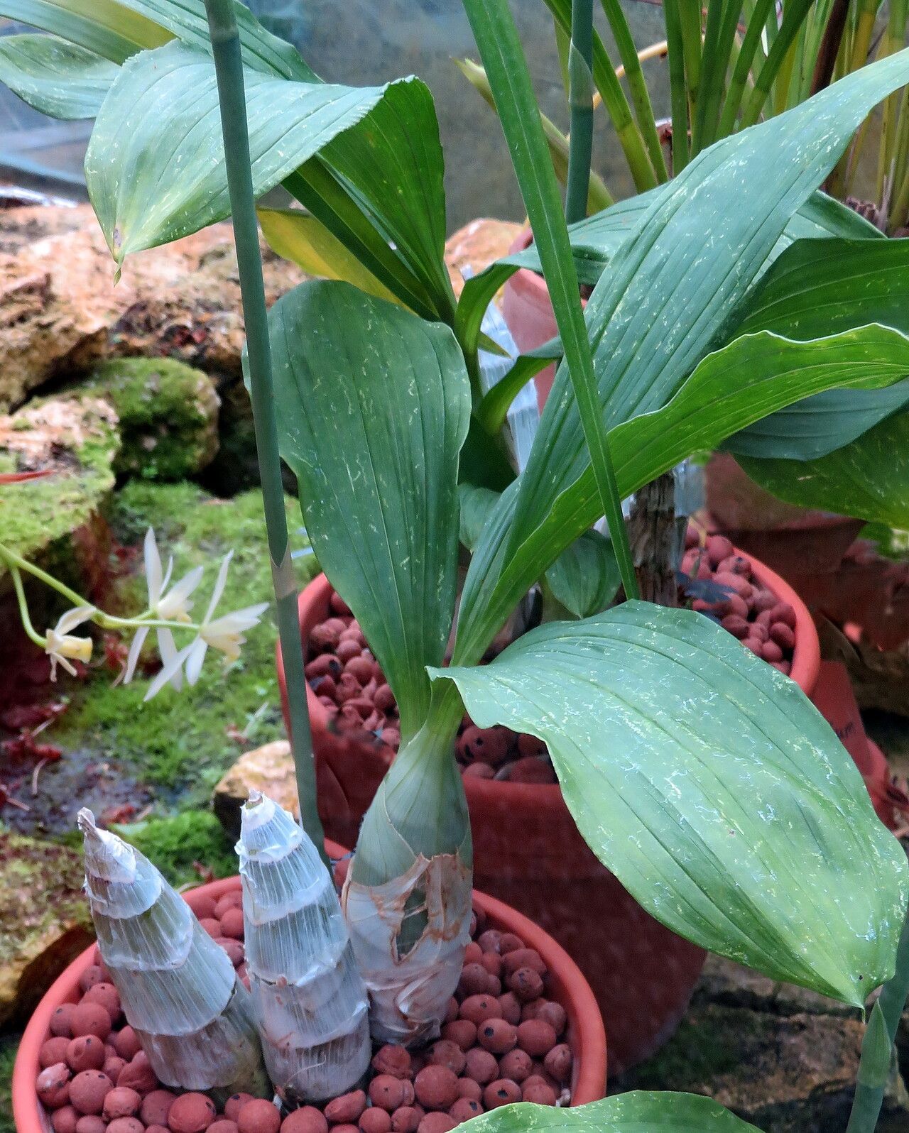 Catasetum sanguineum — search result for 'Catasetum'