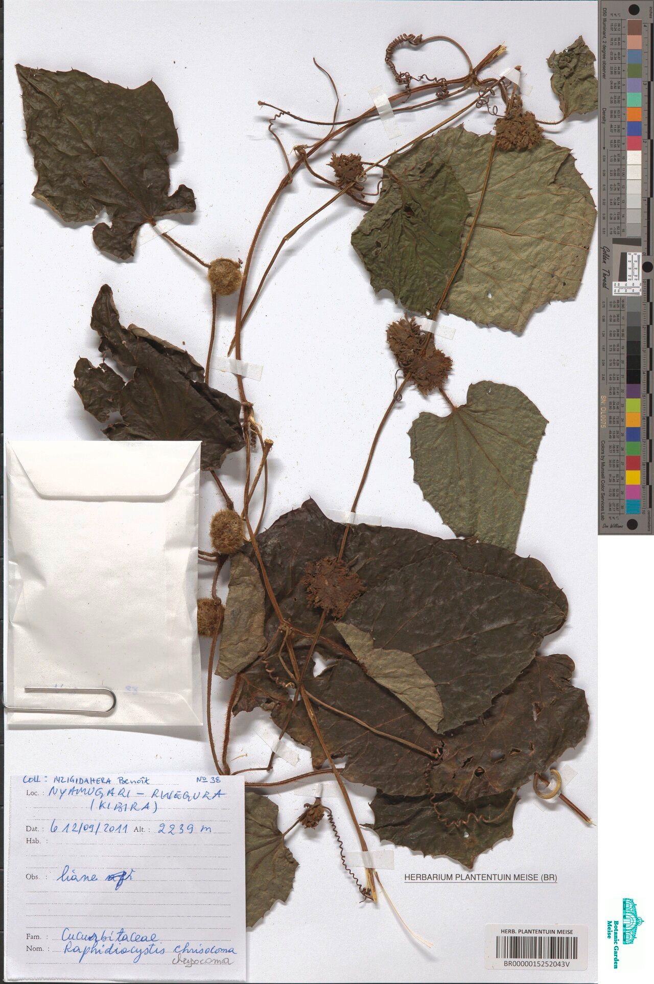 Raphidiocystis phyllocalyx — related species from the same genus