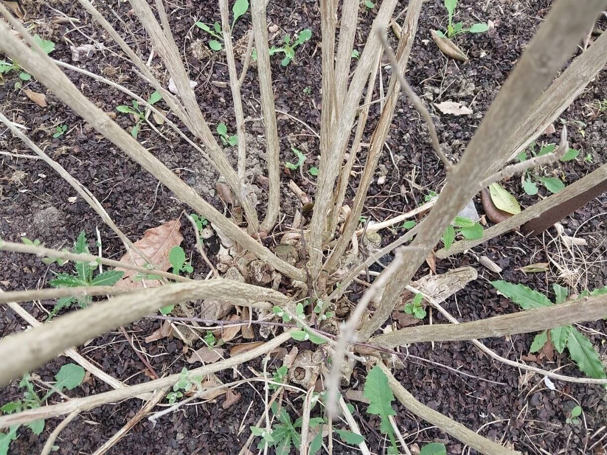 Colquhounia vestita bark